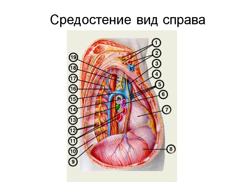 Средостение вид справа